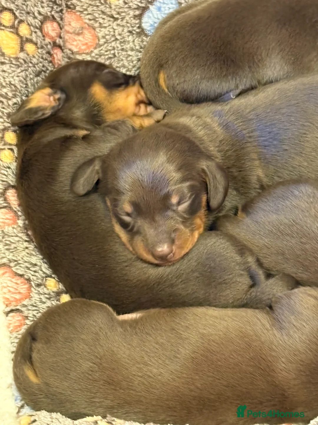 Miniature Dachshund dogs for sale: Stunning miniature dachshunds - Advert 10