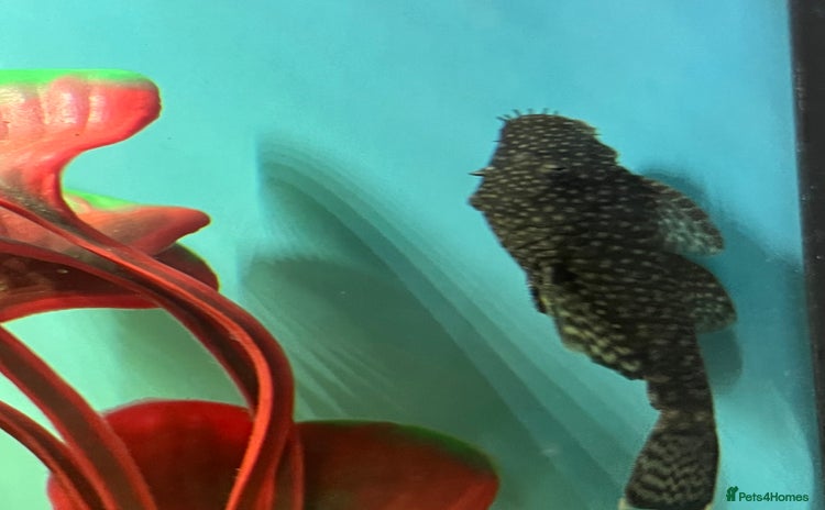 Plecos fish - Advert 3