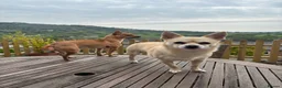 Chihuahua dogs for sale: Peaches & Blossom - Advert 6