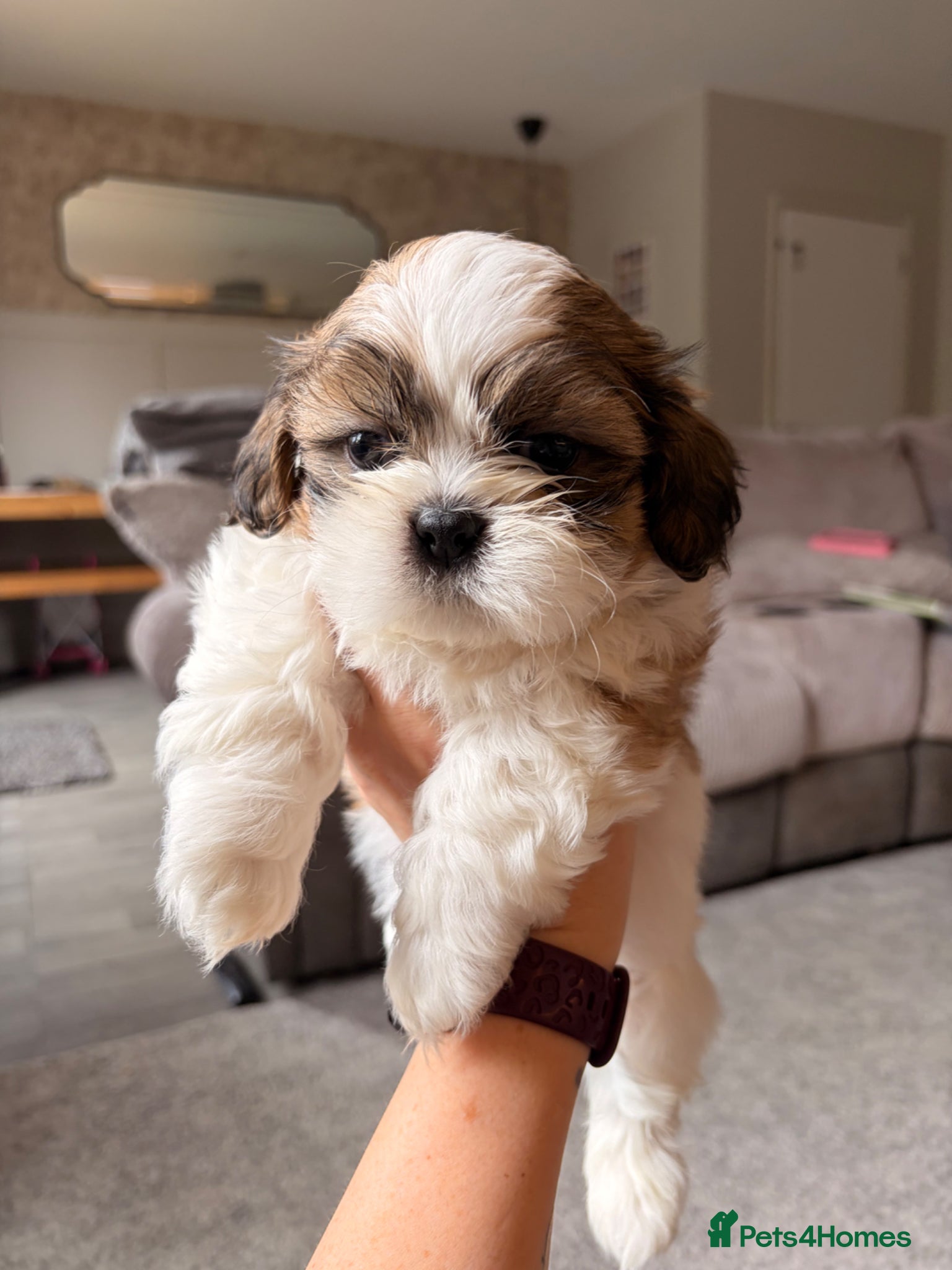 Shih Tzu dogs *Stunning litter of shihtzus* Last boy remaining🐶 - Advert 5