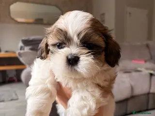 Shih Tzu dogs *Stunning litter of shihtzus* Last boy remaining🐶 - Advert 5