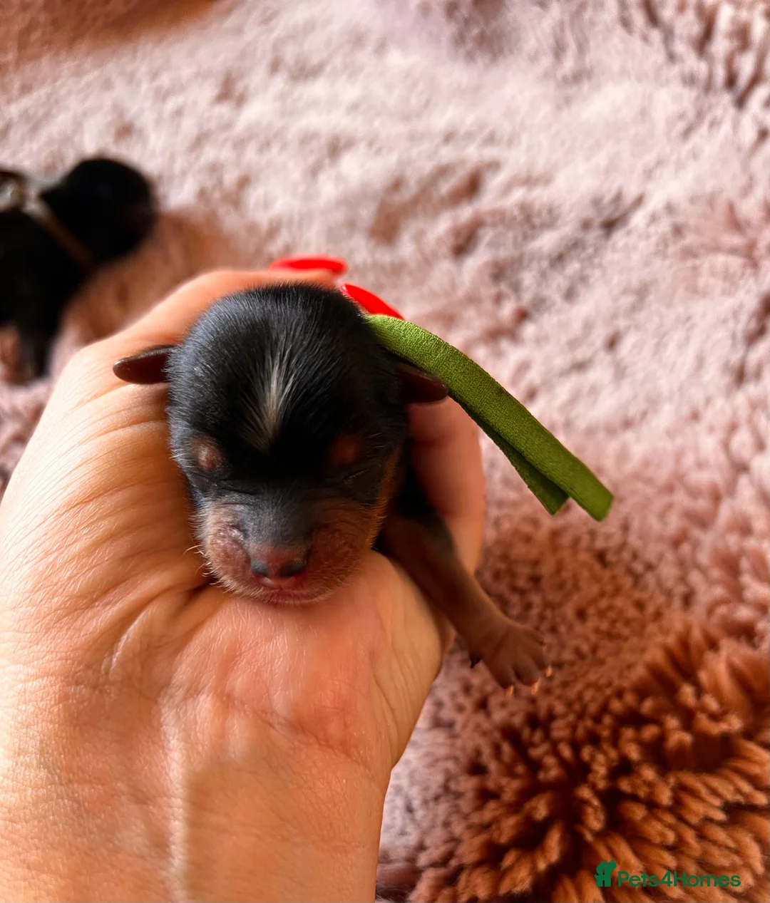 Yorkshire Terrier dogs for sale: ❣️ Beautiful Miniature Yorkshire Terrier Puppies❣️ - Advert 11