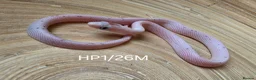 Corn Snake reptiles for sale: Palmetto and caramel palmetto corn snakes  - Advert 18
