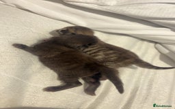 British Longhair cats for sale: Brown cat and tabby cat - Image 1