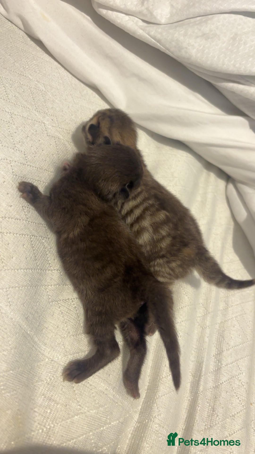 British Longhair cats for sale: Brown cat and tabby cat - Image 1