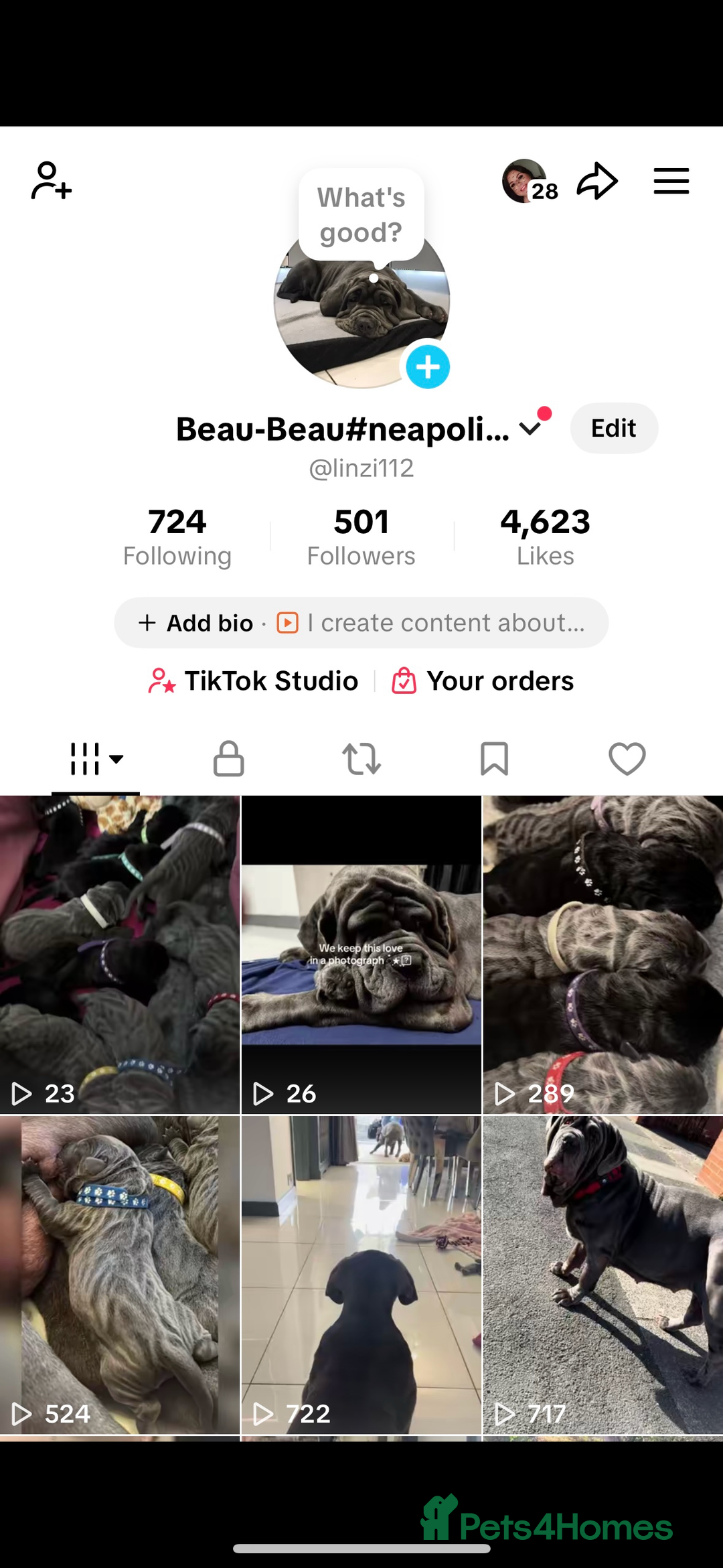 Neapolitan Mastiff dogs for sale:  Neapolitan mastiff puppies Newcastle  - Image 32