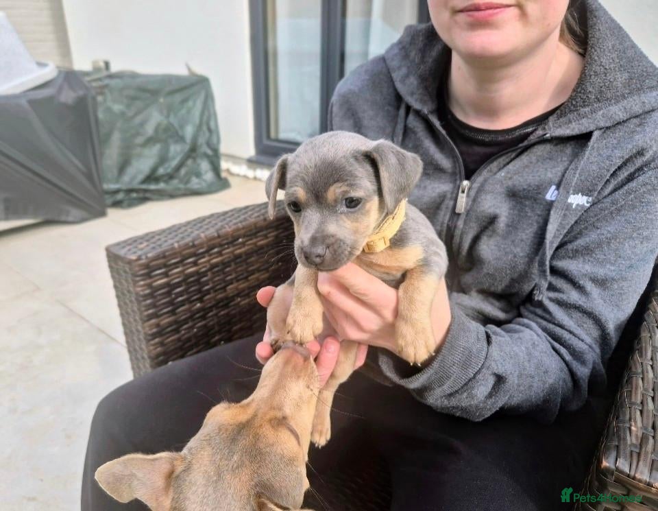 Jack Russell dogs 2 Miniature Blue & Lilac Jack Russell Wenlockpuppy - Advert 2
