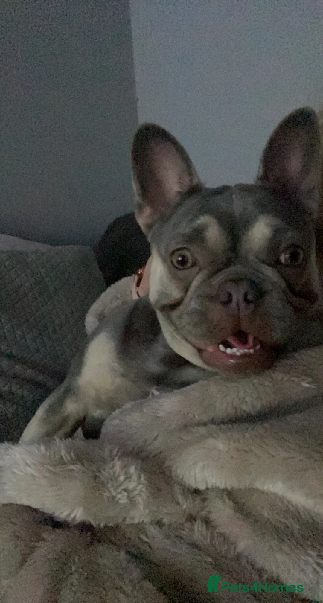 French Bulldog dogs for sale: 2 French bulldogs  - Advert 3