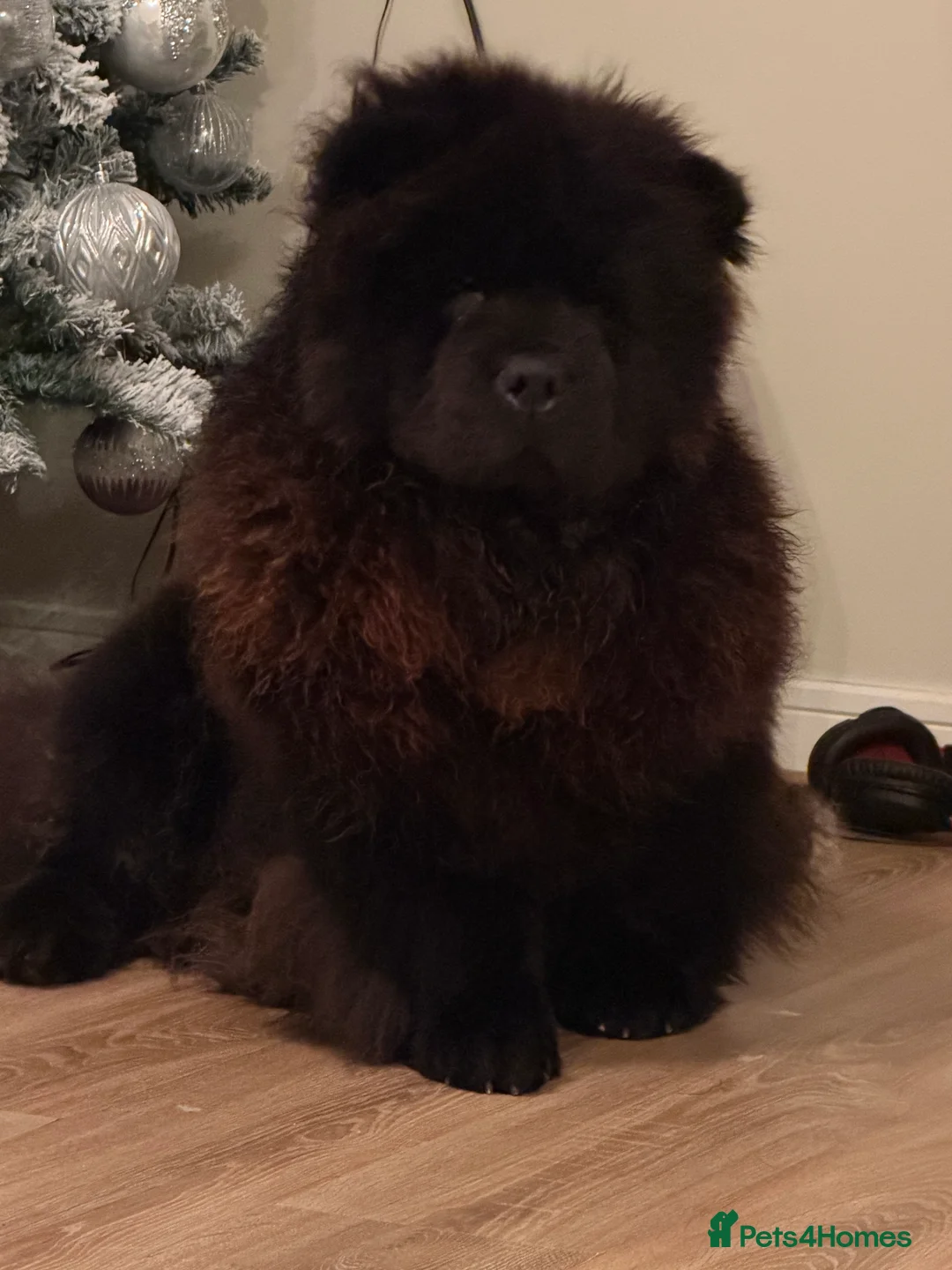 Chow Chow dogs for stud: Chow chow for STUD - Advert 4