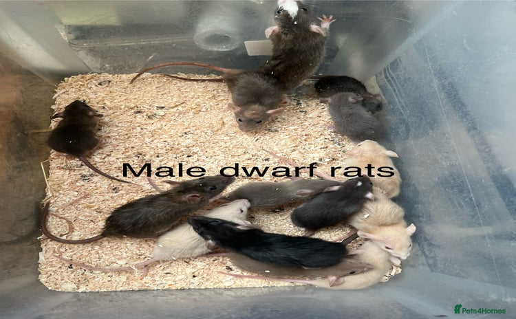 Rat rodents - Advert 2