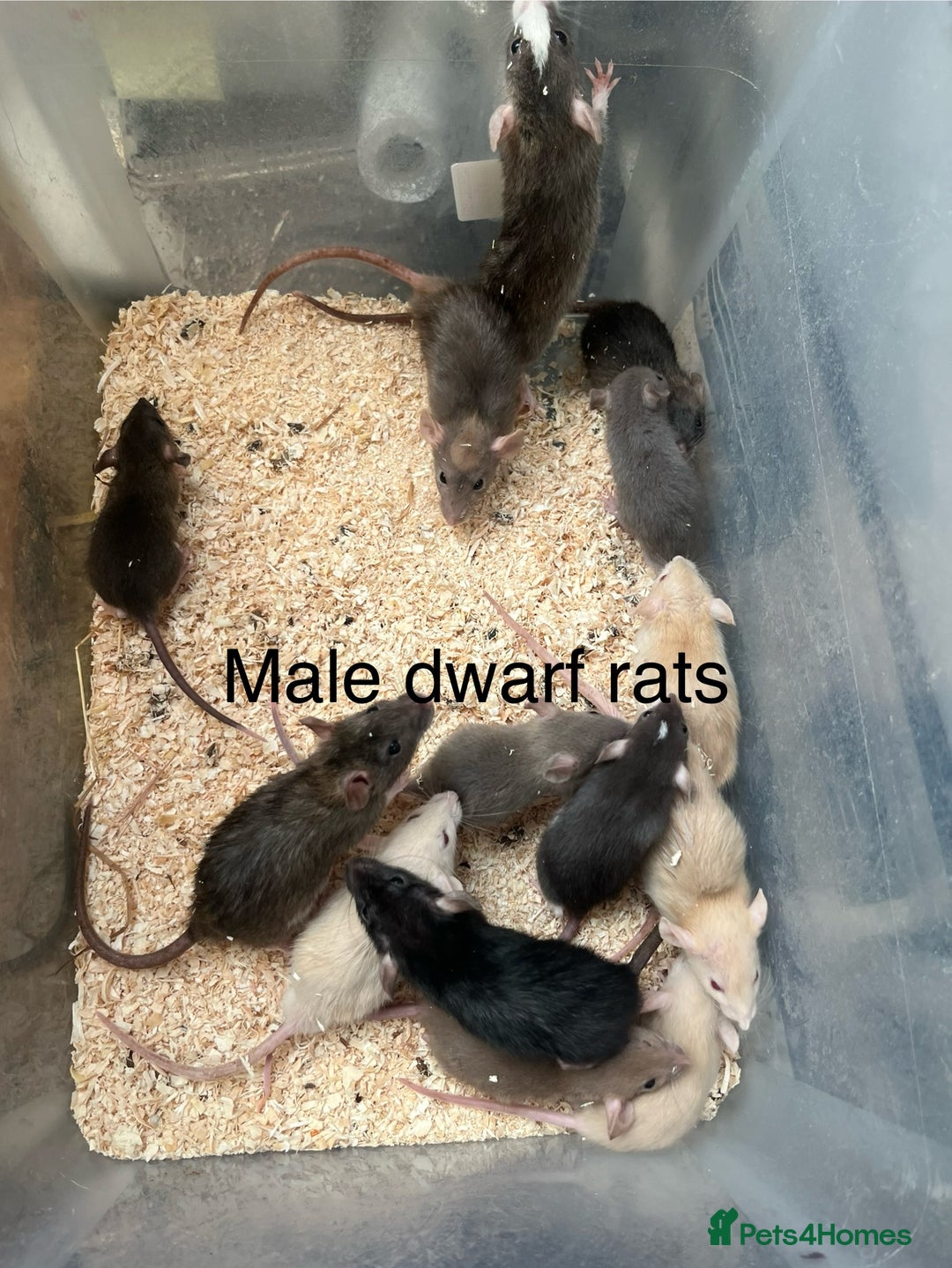 Rat rodents for sale: Dwarf rats - Image 1