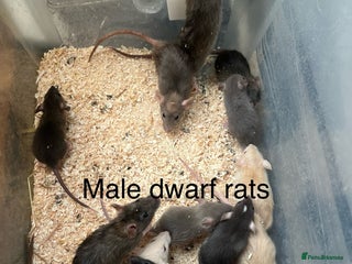 Rat rodents - Advert 14