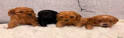 Cavapoo dogs for sale: F1 cavapoo puppies  - Advert 17