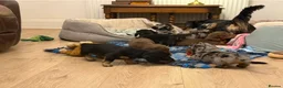 Dachshund dogs for sale: 4 KC Standard Long Haired Dachshund Puppies - Advert 19