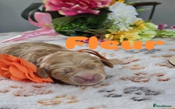 Cavapoo dogs for sale: Cavapoo F1B pups licensed Breeder/health tested  - Image 7