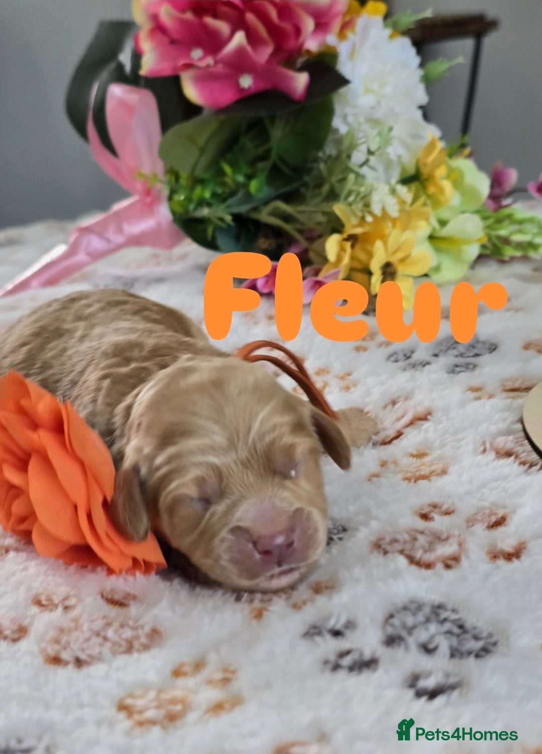 Cavapoo dogs for sale: Cavapoo F1B pups licensed Breeder/health tested  - Image 7