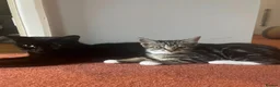 Mixed Breed cats for sale: Maine Coone cross female kittens - Advert 8