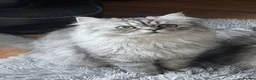 Persian cats for sale: Persian chinchilla kittens  - Advert 9