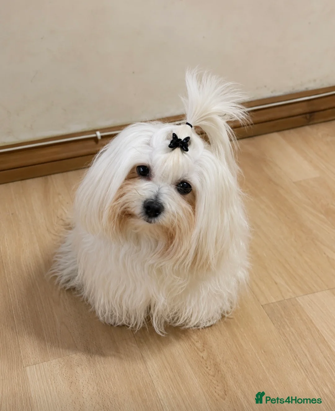 Maltipoo dogs for sale: Asian Maltipo Puppies XS Teddy Bear Faces Expected - Advert 2