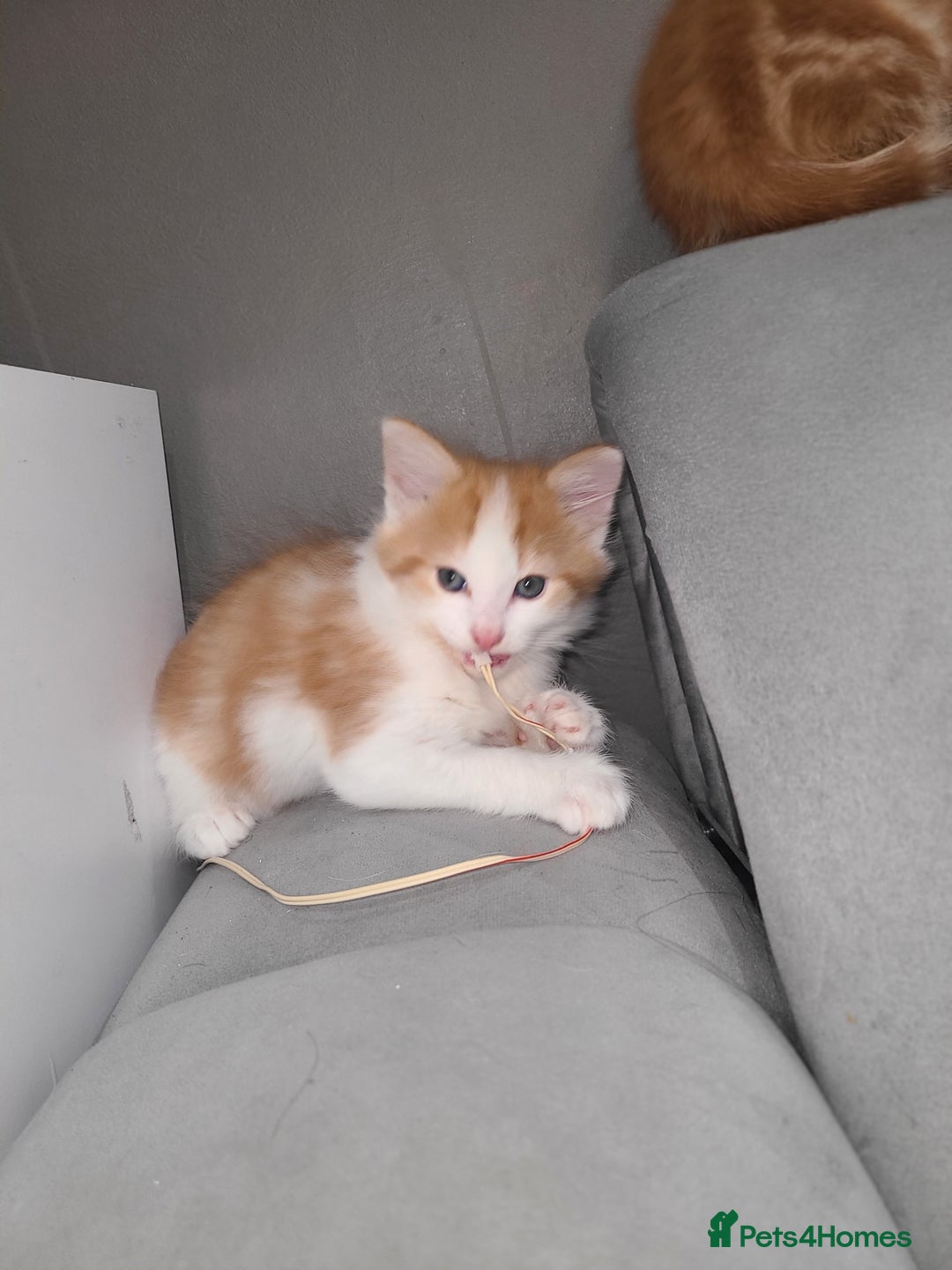 Mixed Breed cats for sale: Ginger tabby kittens  - Advert 2