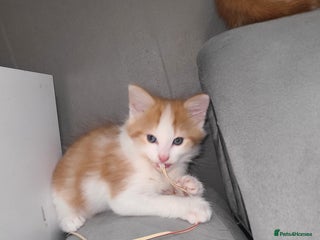 Mixed Breed cats Ginger tabby kittens - Advert 5