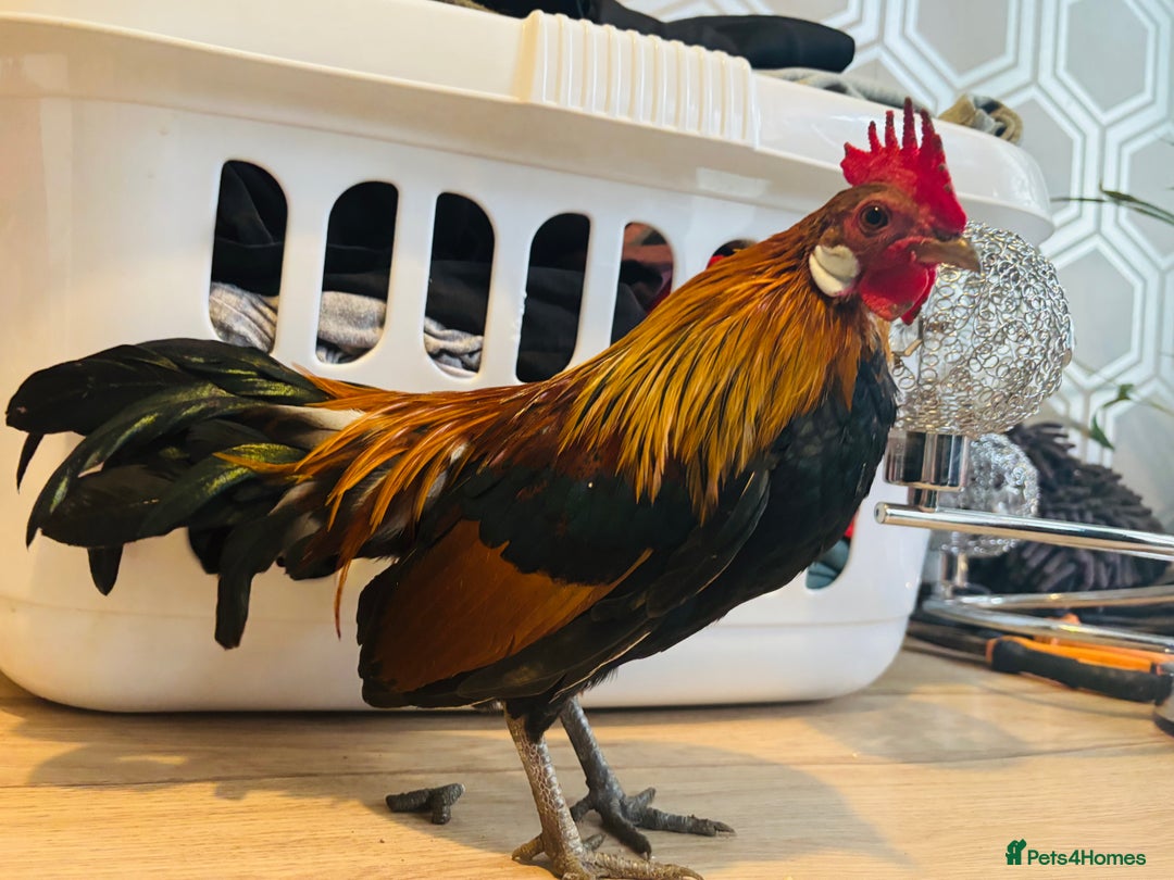 Chickens poultry for sale: Dutch Batam rooster  - Image 3