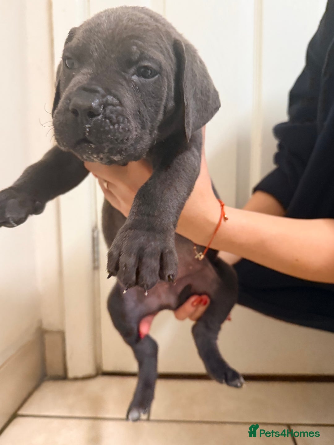 Cane Corso dogs for sale: Beautiful Cane Corso puppies available - Advert 21