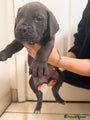 Cane Corso Puppy 1
