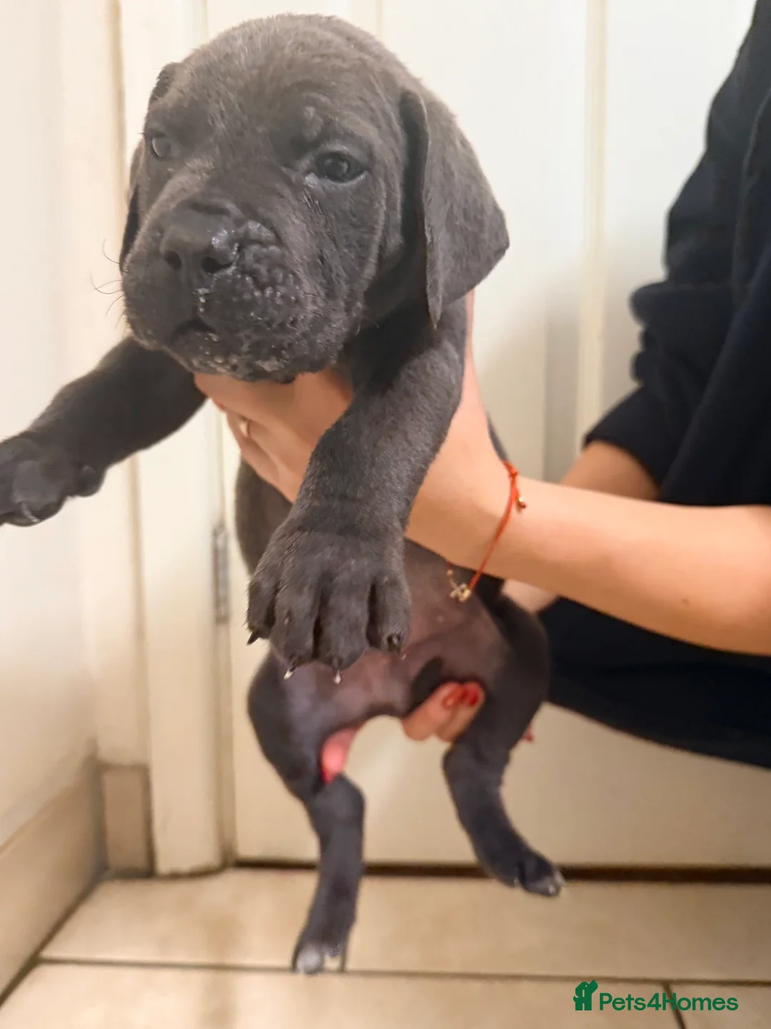 Cane Corso dogs for sale: Beautiful Cane Corso puppies available - Advert 38