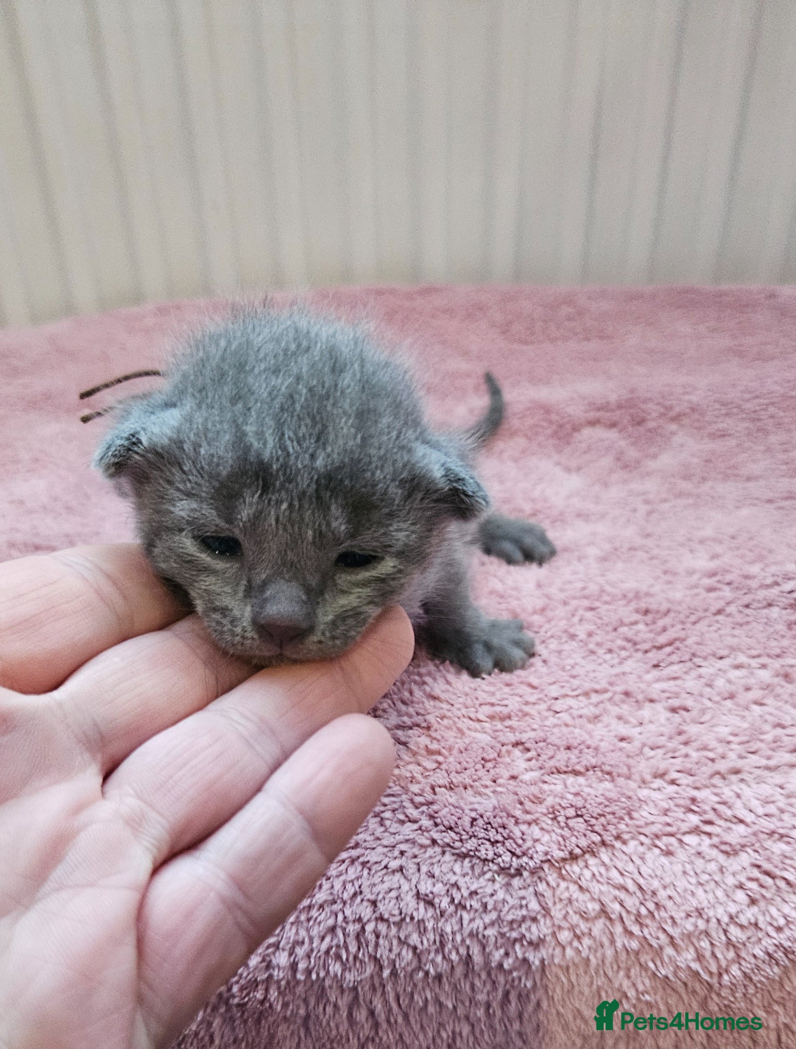 Russian Blue cats for sale: Russian Blue kittens 😸  - Advert 6