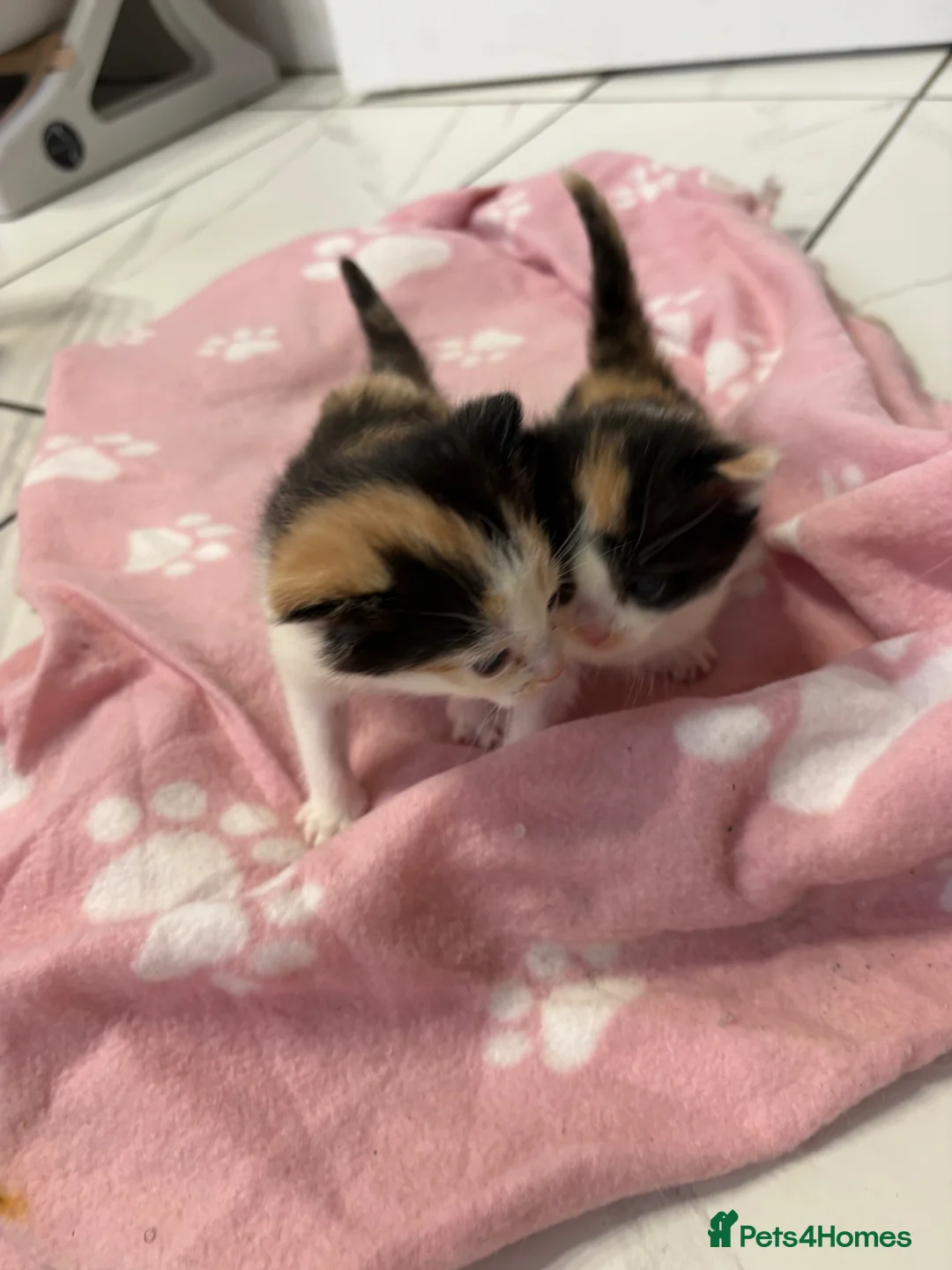 Mixed Breed cats for sale: Adorable kittens looking for loving homes  - Advert 5