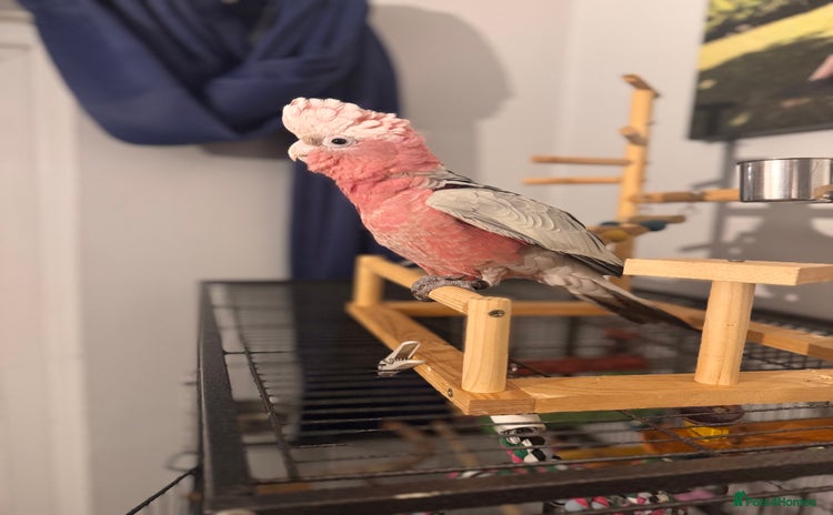 Cockatoo birds - Advert 1