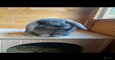 French Lop rabbits - Advert 8