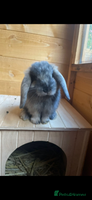 French Lop rabbits - Advert 2