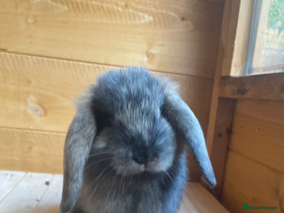 French Lop rabbits - Advert 2