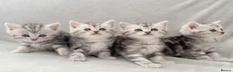 Persian cats for sale: Gorgeous chinchilla persian x Maine coon kittens  - Advert 3