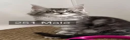 Maine Coon cats for sale: Pedigree Maine Coons - Advert 8