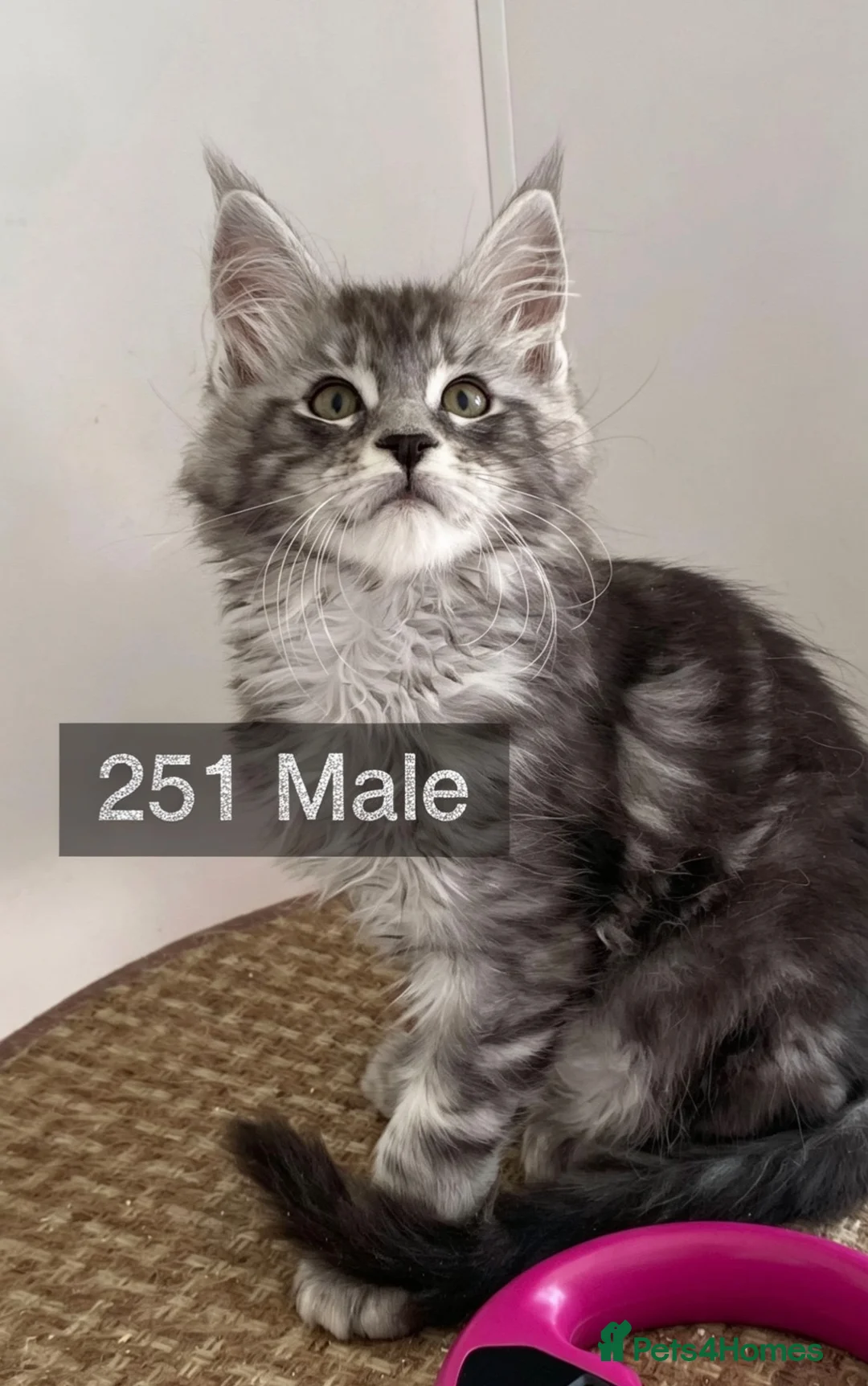 Maine Coon cats for sale: Pedigree Maine Coons - Advert 8