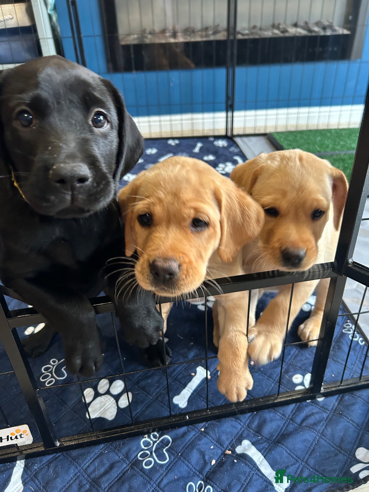 Labrador Retriever dogs Last 2 Stunning Lab Puppies ready to leave now! - Advert 6