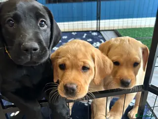 Labrador Retriever dogs Last 2 Stunning Lab Puppies ready to leave now! - Advert 6