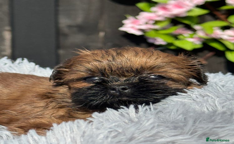 Shih Tzu dogs - Advert 3