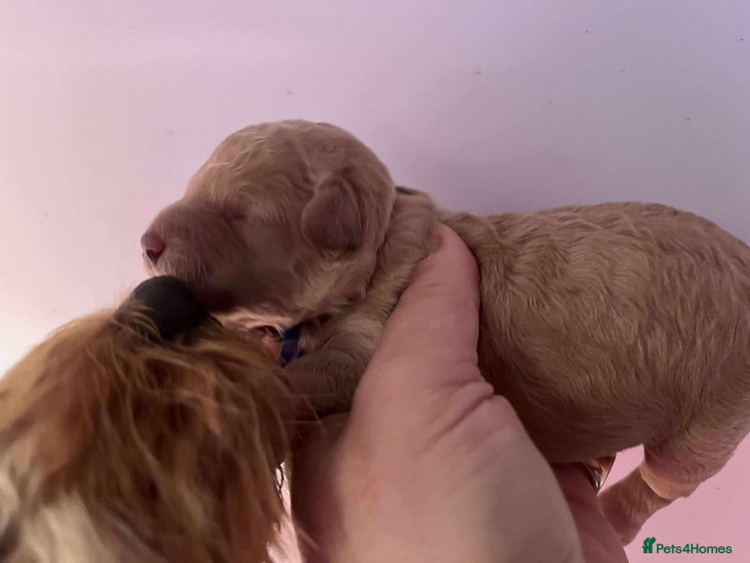 Cavapoo dogs for sale: 5⭐️Licensed+DNA tested+Vet Checked - Image 7