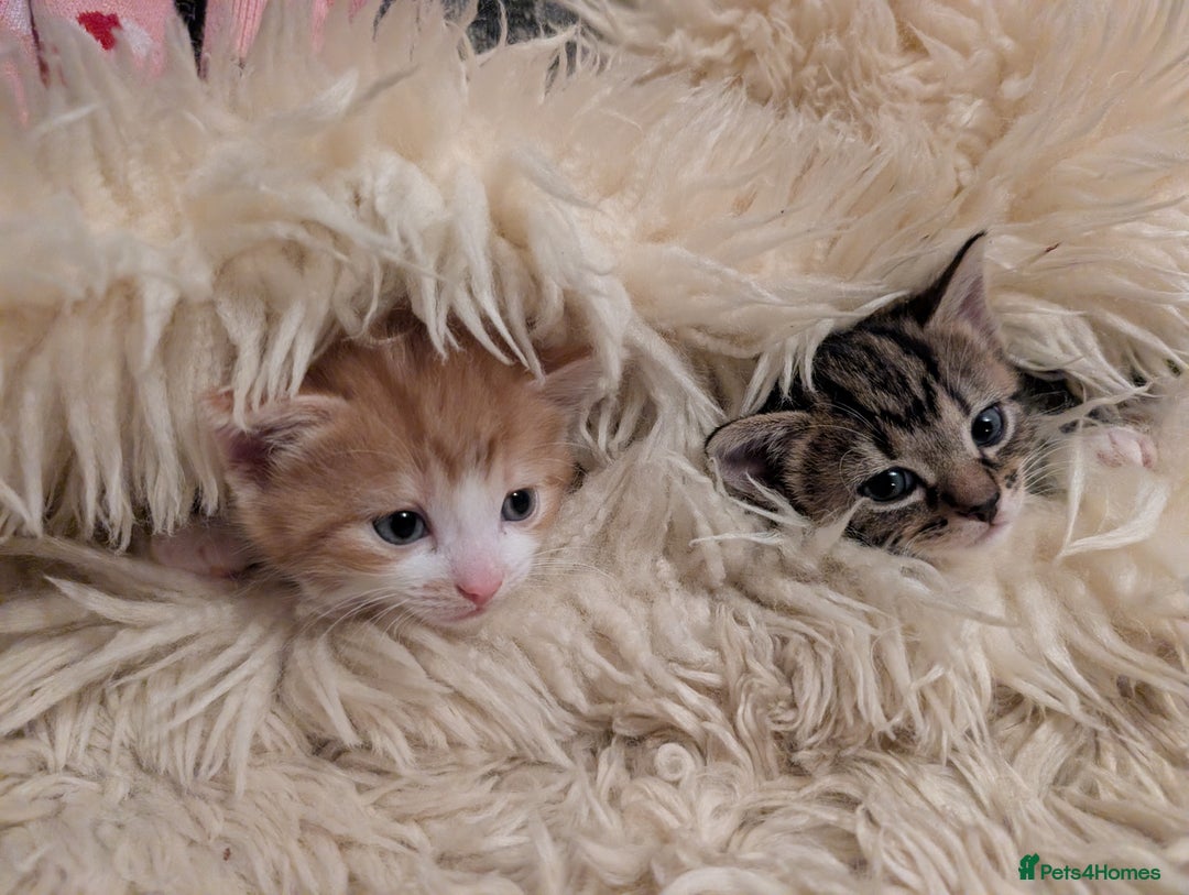 Mixed Breed cats for sale: 4 kittens looking for new home - Advert 6