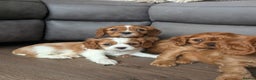 Cavalier King Charles Spaniel dogs for sale: 7 HEALTH TESTED & KC REG CAVALIERS - READY MONDAY - Advert 12