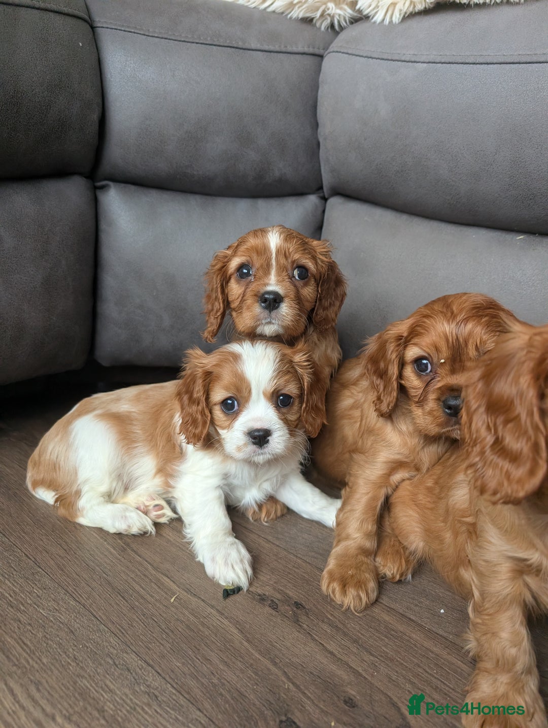 Cavalier King Charles Spaniel dogs for sale: 7 HEALTH TESTED & KC REG CAVALIERS - READY MONDAY - Advert 12