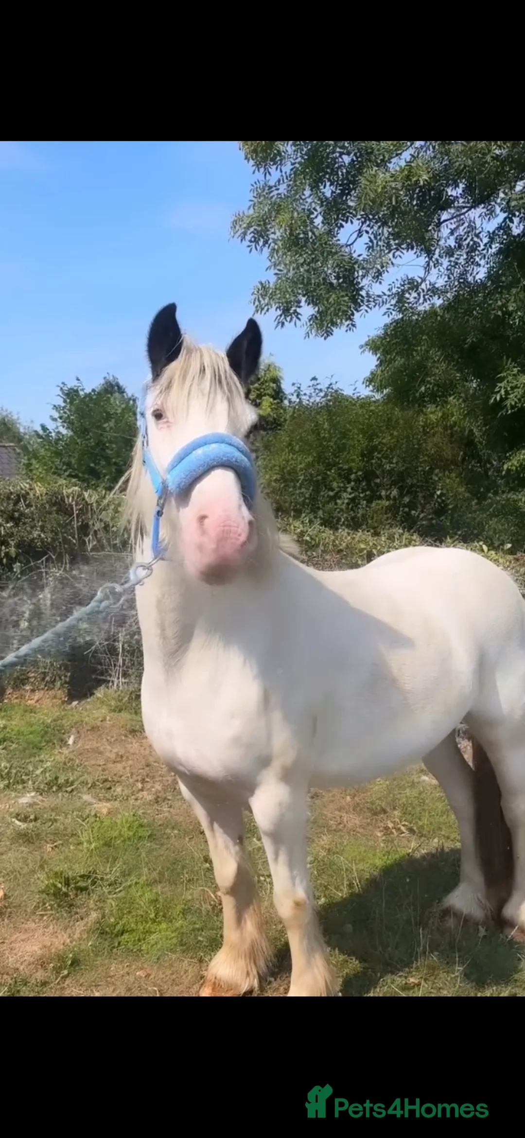 Irish Cob horses for sale: Prince 13,2hh 6year old cob gelding  - Advert 2