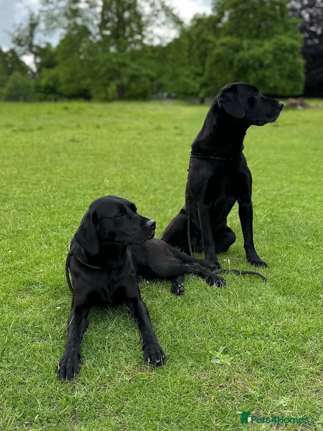 Labrador Retriever dogs for sale: Buccleuch x Fenway Puppy - Advert 3