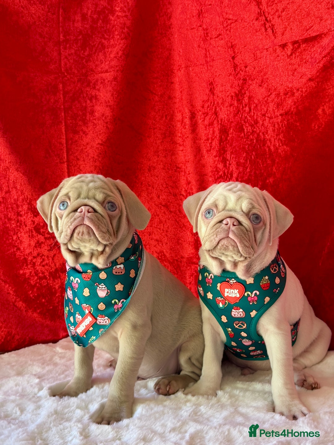 Pug dogs for sale: Pink Pug Puppies Available - Advert 13