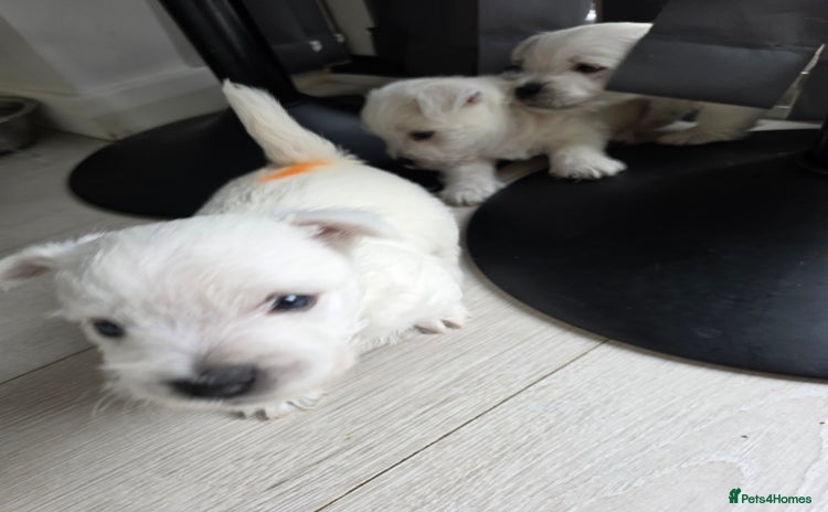 West Highland Terrier dogs - Advert 2