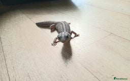 Gecko reptiles for sale: 2 leopard ghekos. - Image 7